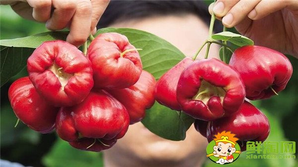 蓮霧產地在哪里，蓮霧產地有哪些地方
