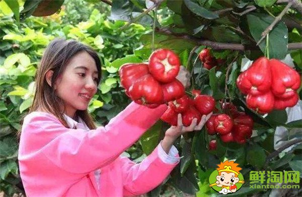蓮霧種植多久結果，蓮霧種植條件管理技術(溫度、密度)