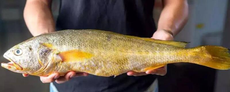 大黃魚和黃花魚的區別