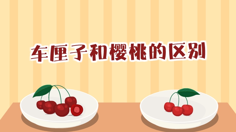 車厘子和櫻桃的區別