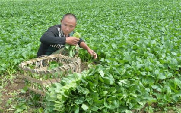 上海青的種植方法，選用良種做好田間管理