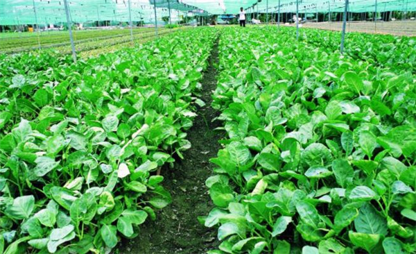 種植芥藍(lán)需要注意什么，溫度和光照