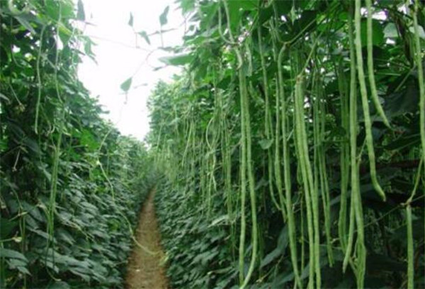 豆角產(chǎn)量低下的原因，豆角種植管理不當(dāng)