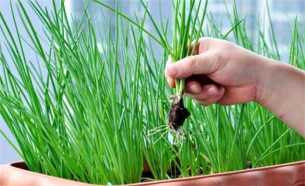 蔥的種類及圖片大全，小蔥專用來做調(diào)料
