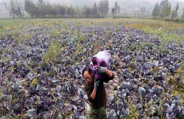 紫甘藍怎么種，紫甘藍種植方法(合理密植)