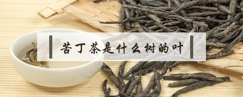 苦丁茶是什么樹的葉