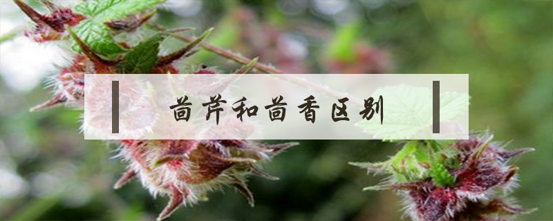 茴芹和茴香區別