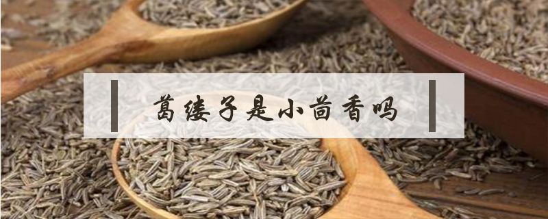葛縷子是小茴香嗎