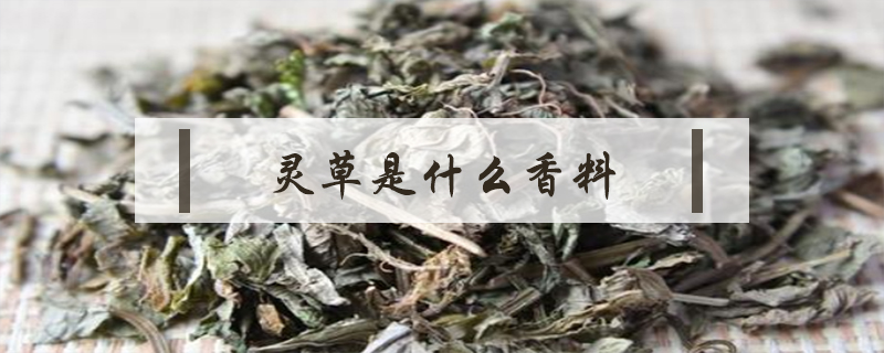 靈草是什么香料