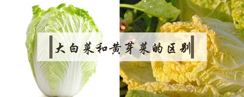 大白菜和黃芽菜的區(qū)別