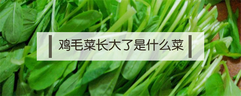 雞毛菜長大了是什么菜