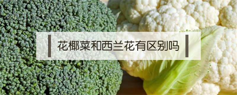 花椰菜和西蘭花有區別嗎