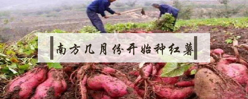 南方幾月份開(kāi)始種紅薯