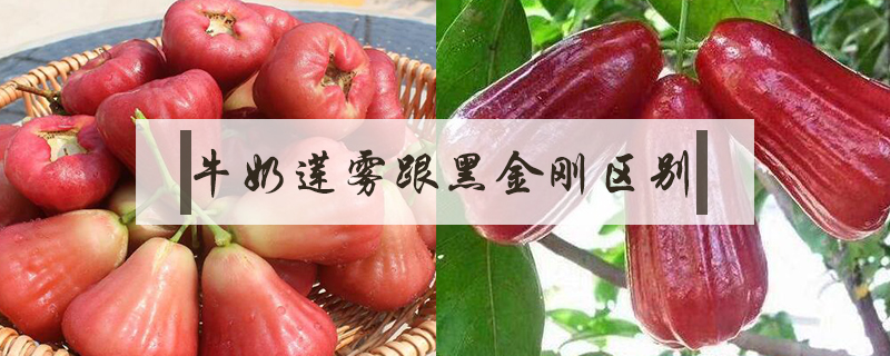 牛奶蓮霧跟黑金剛區別