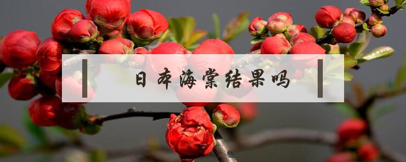 日本海棠結(jié)果嗎