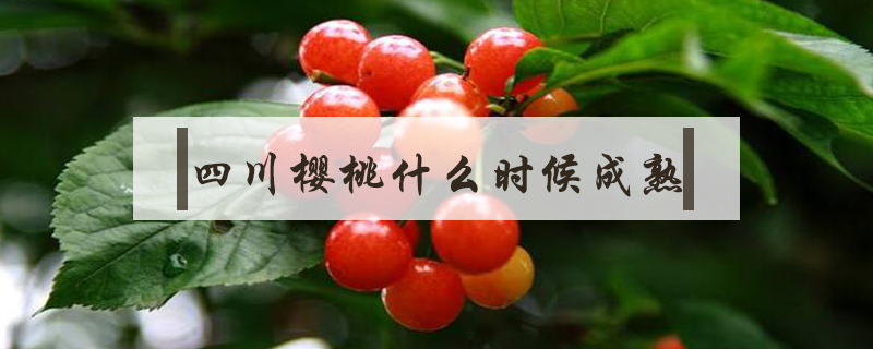 四川櫻桃什么時候成熟