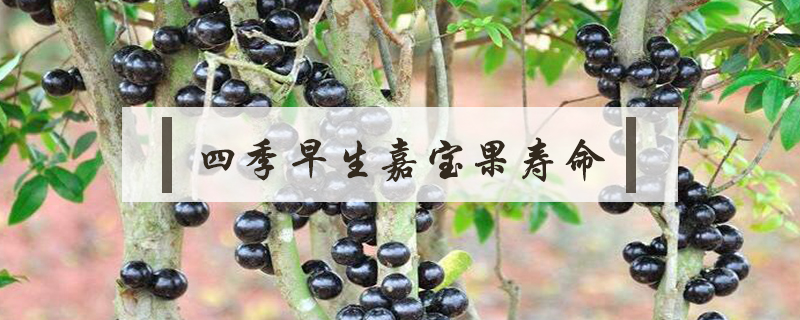 四季早生嘉寶果壽命