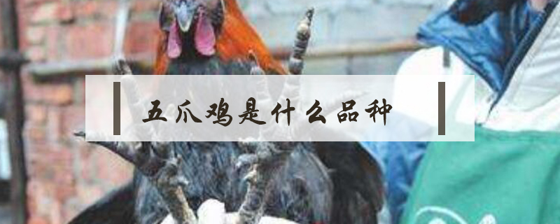 五爪雞是什么品種