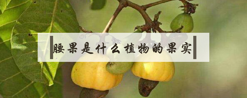 腰果是什么植物的果實(shí)