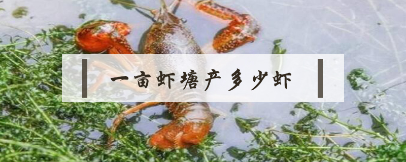 一畝蝦塘產多少蝦