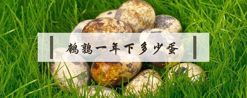 鵪鶉一年下多少蛋