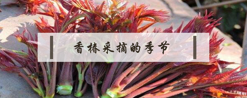 香椿采摘的季節