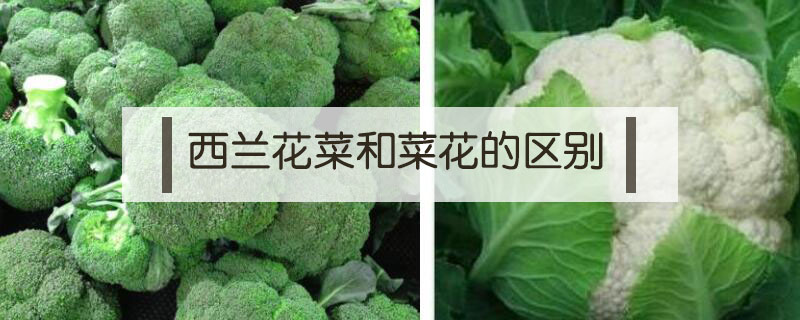 西蘭花菜和菜花的區(qū)別