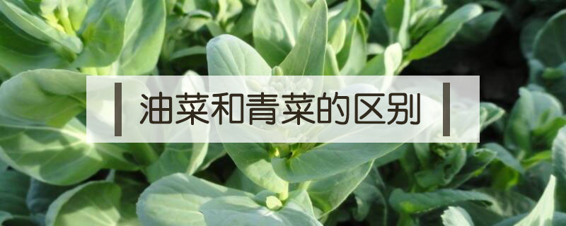 油菜和青菜的區(qū)別