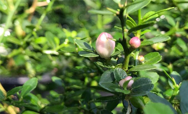 指橙樹(shù)什么時(shí)候開(kāi)花，指橙幾年掛果