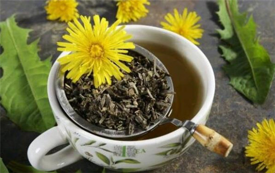 蒲公英茶的功效與作用及禁忌，蒲公