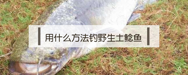 用什么方法釣野生土鯰魚