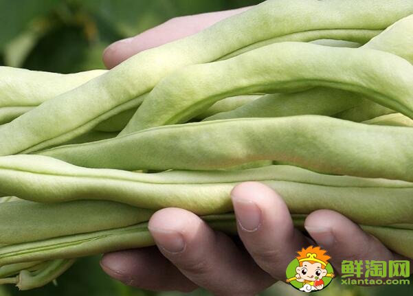 老來嫩豆角是啥，豆角為什么叫老來嫩
