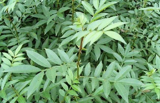 花椒能在塑料瓶里面存放嗎，花椒真空包裝可以存放多久