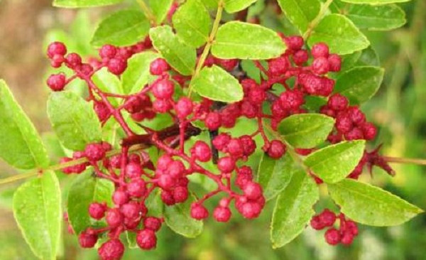 野花椒可以吃嗎，野花椒和家花椒的區別