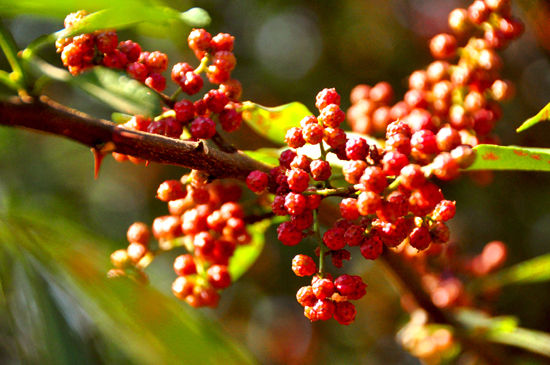 漢源花椒和大紅袍區(qū)別，大紅袍花椒和漢源花椒哪個好