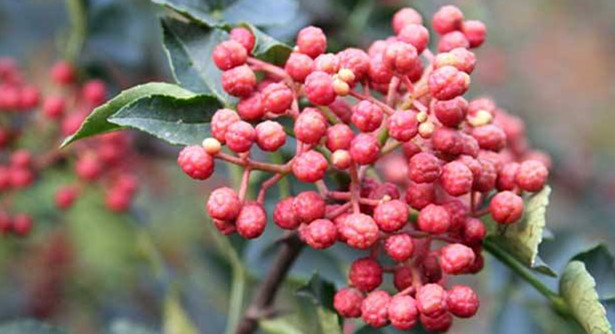 韓城花椒和漢源花椒的區別，漢源花椒好還是韓城大紅袍好