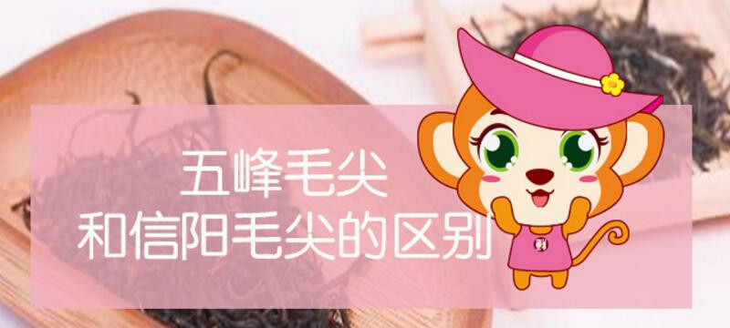 五峰毛尖和信陽毛尖的區別