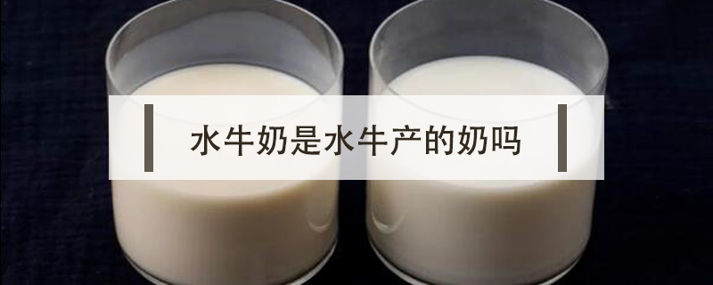 水牛奶是水牛產的奶嗎