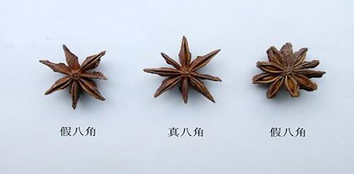 八角茴香的真?zhèn)舞b別，假八角的樣子