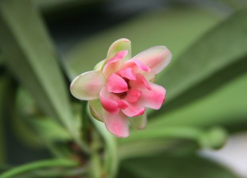 莽草子和八角的區(qū)別，八角和莽草干支的區(qū)別