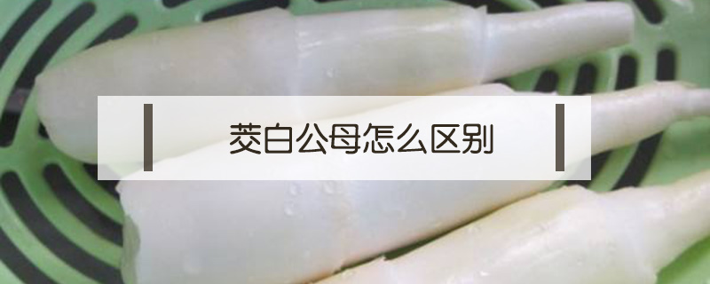 茭白公母怎么區(qū)別