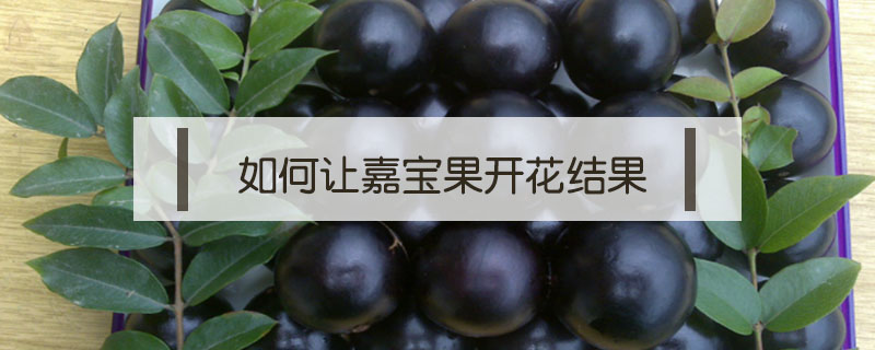 如何讓嘉寶果開花結(jié)果