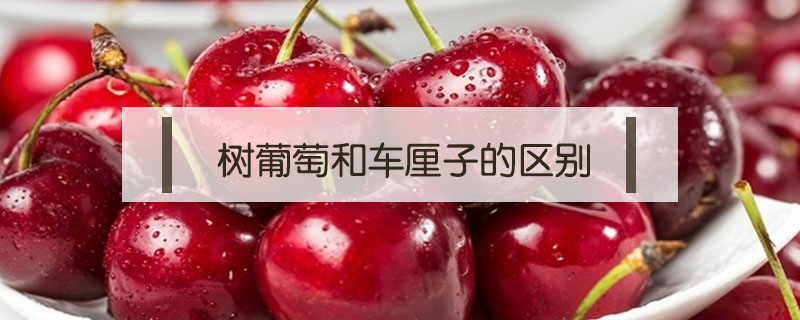 樹葡萄和車厘子的區別