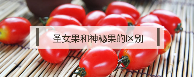 圣女果和神秘果的區別