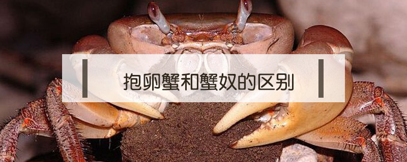 抱卵蟹和蟹奴的區(qū)別
