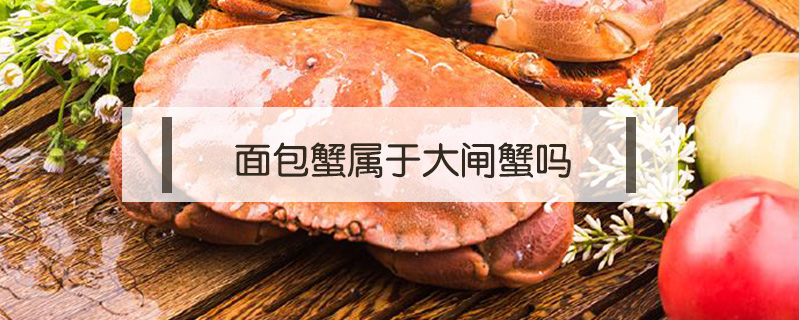 面包蟹屬于大閘蟹嗎