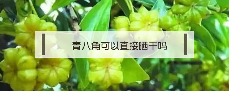 青八角可以直接曬干嗎