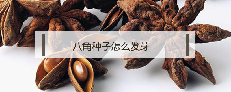 八角種子怎么發(fā)芽
