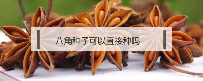 八角種子可以直接種嗎