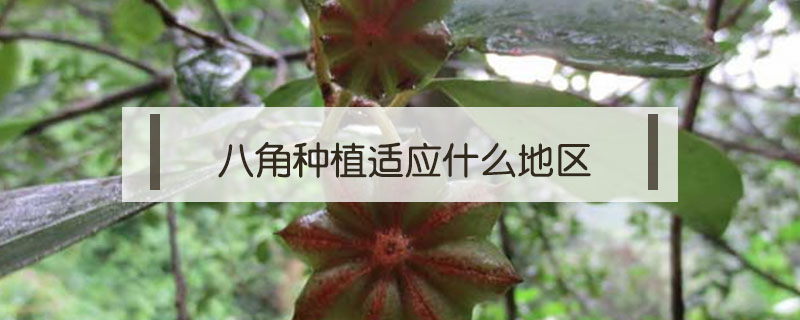 八角種植適應(yīng)什么地區(qū)
